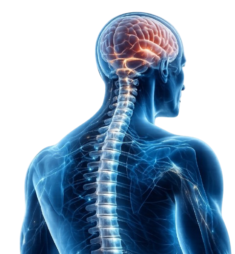 Spine Background
